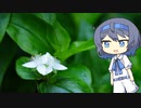 【CeVIO写真】息抜きスナップショット＿41枚目【純白の常磐露草】