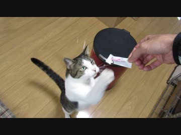 パンチする猫