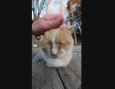 #Shorts ASMRとは猫のゴロゴロ音を聞いて心地よくなる事ですニャー。【猫動画】