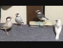 いたちごっこ