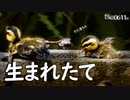 0611B【カルガモ親子 生まれたて】雛鳥に捕食したトンボ餌やりバン巣立ち。ツル目の一声。赤いカルガモ。引越し練習赤ちゃんカモ達が可愛すぎる。　#身近な生き物語　#カルガモ親子　#バン