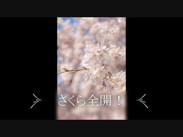 【AIきりたん】さくら全開！【オリジナル曲】