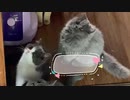 多くのかわいい猫や美女がゲームをします