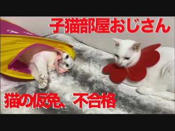 シニア子猫、猫の幼稚園を卒園できぬまま定年を迎える