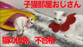 シニア子猫、猫の幼稚園を卒園できぬまま定年を迎える