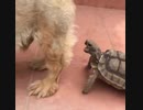 ホモと見る犬の尻の毛を引っこ抜こうとする亀