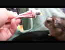 ハムスター飼いました。その119～2021年6月だよ!!体重測定だよ!!～