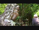 ＜天然記念物ツクバネガシの巨樹と紫陽花＞ 友田「速田（はやた）神社」R3　広島県廿日市市友田