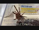 [水槽の温度を]タランチュラ飼育日記その２２７[ごりっと下げれた]