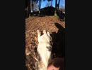 #Shorts 【猫】この猫が甘えん坊すぎて・・・草【野良猫】