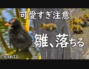 0612B【可愛すぎ注意】バンとカルガモ親子の雛鳥、捕食、餌やり、引越し落下。カワセミが魚を捕食、バンの交尾。野鳥の子育てコンデジ撮影【キュン死に】　#身近な生き物語　#カルガモ親子　#バン