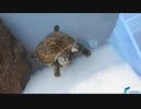 双頭のクサガメ（2021年6月25日）