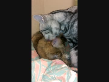 にゃんこ動画7