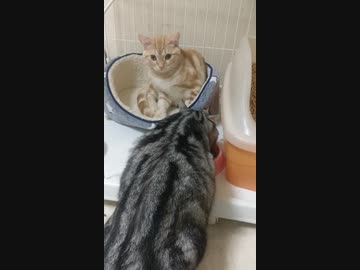 にゃんこ動画8