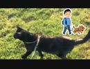 2021/06/26放送【85日目 北海道 網走郡大空町道の駅メルヘンの丘 あずにゃんぽ（猫散歩）】北海道全市町村制覇するまで帰れまてん！　猫と車中泊の旅　日本縦断【旅猫あずき～保護猫から旅猫へ～】