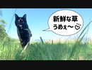 2021/06/26放送【85日目 北海道 網走郡大空町網走湖畔 あずにゃんぽ（猫散歩）】北海道全市町村制覇するまで帰れまてん！　猫と車中泊の旅　日本縦断【旅猫あずき～保護猫から旅猫へ～】