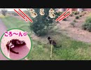 2021/06/26放送【85日目 夕方：北海道 網走郡大空町道の駅メルヘンの丘 にゃんぽ（猫散歩】北海道全市町村制覇するまで帰れまてん！　猫と車中泊の旅　日本縦断【旅猫あずき～保護猫から旅猫へ～】