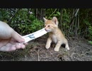 野良猫の子猫にちゅーるをあげて仲良くなるお