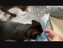 ヨーグルト大好き　ジーナ