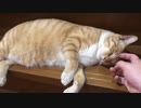 階段で甘える虎猫
