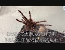 [データが飛んだよ]タランチュラ飼育日記その２２８[さらば撮り溜め]