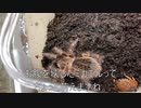 [データってすぐ消えるし]タランチュラ飼育日記その２２９[あの日は思い出]