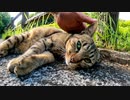 公園で出会った野良猫を撫でると足元に擦り寄ってきてカワイイ