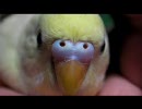 ペコすりすり　part9