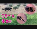 2021/06/27放送【86日目 早朝：北海道 網走郡大空町道の駅メルヘンの丘 にゃんぽ（猫散歩】北海道全市町村制覇するまで帰れまてん！　猫と車中泊の旅　日本縦断【旅猫あずき～保護猫から旅猫へ～】