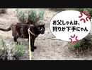 2021/06/27放送【86日目 夕方：北海道 網走郡大空町道の駅メルヘンの丘 にゃんぽ（猫散歩】北海道全市町村制覇するまで帰れまてん！　猫と車中泊の旅　日本縦断【旅猫あずき～保護猫から旅猫へ～】