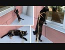 2021/06/28放送【87日目 早朝：北海道 網走郡大空町道の駅メルヘンの丘 にゃんぽ（猫散歩】北海道全市町村制覇するまで帰れまてん！　猫と車中泊の旅　日本縦断【旅猫あずき～保護猫から旅猫へ～】