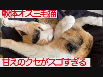 超軟体オス三毛猫、クセがスゴすぎる甘えを見せる
