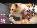 おチビとの出会い～保護～姉の妊娠疑惑【野良猫保護の記録】