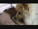 【ポメックス】毛づくろい【ちゃむ】