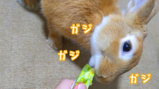 うさぎのちゅーる、食べるのがヘタか？あげるのがヘタか？