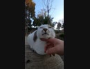 猫が生えてきている！？