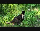 2021/06/28放送【87日目 北海道 弟子屈町 あずにゃんぽ（猫散歩】北海道全市町村制覇するまで帰れまてん！　猫と車中泊の旅　日本縦断【旅猫あずき～保護猫から旅猫へ～】