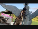 2021/06/28放送【87日目 北海道 弟子屈町② あずにゃんぽ（猫散歩】北海道全市町村制覇するまで帰れまてん！　猫と車中泊の旅　日本縦断【旅猫あずき～保護猫から旅猫へ～】