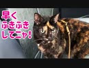 2021/06/29放送【88日目 北海道 弟子屈町 寒い早朝あずにゃんぽ（猫散歩）】北海道全市町村制覇するまで帰れまてん！　猫と車中泊の旅　日本縦断【旅猫あずき～保護猫から旅猫へ～】