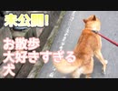 【未公開映像】散歩が大好きすぎる犬