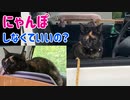 2021/06/30放送【89日目 北海道 釧路市 早朝あずにゃんぽ（猫散歩）】北海道全市町村制覇するまで帰れまてん！　猫と車中泊の旅　日本縦断【旅猫あずき～保護猫から旅猫へ～】