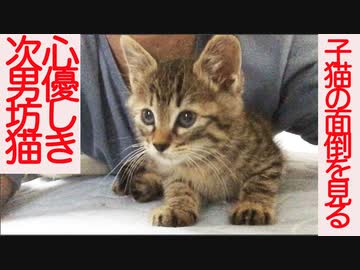 心優しき次男坊猫、義弟猫たちの面倒を見る