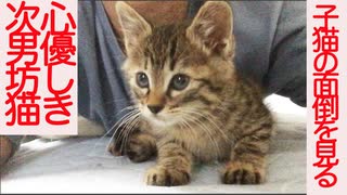 心優しき次男坊猫、義弟猫たちの面倒を見る