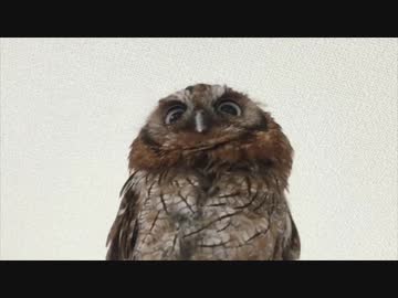 コロスケさん18歳