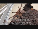 [サルベージと]タランチュラ飼育日記その２３０[ヴェルサーチって似てる]