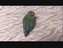 コザクラインコのグビグビものまね