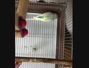 インコ.UC