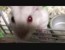 アルファルファ　【オッドアイのハムスター】