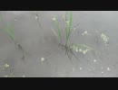 今日の出来事　庭の田んぼ