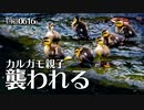 0616B閲覧注意【カルガモ親子が襲われる】スズメがクモ捕食、ハクセキレイに食べられる芋虫。モズ親子。野鳥に餌やりしないで。鶴見川水系でコンデジ野鳥撮影　#身近な生き物語　#カルガモ親子　#餌付け